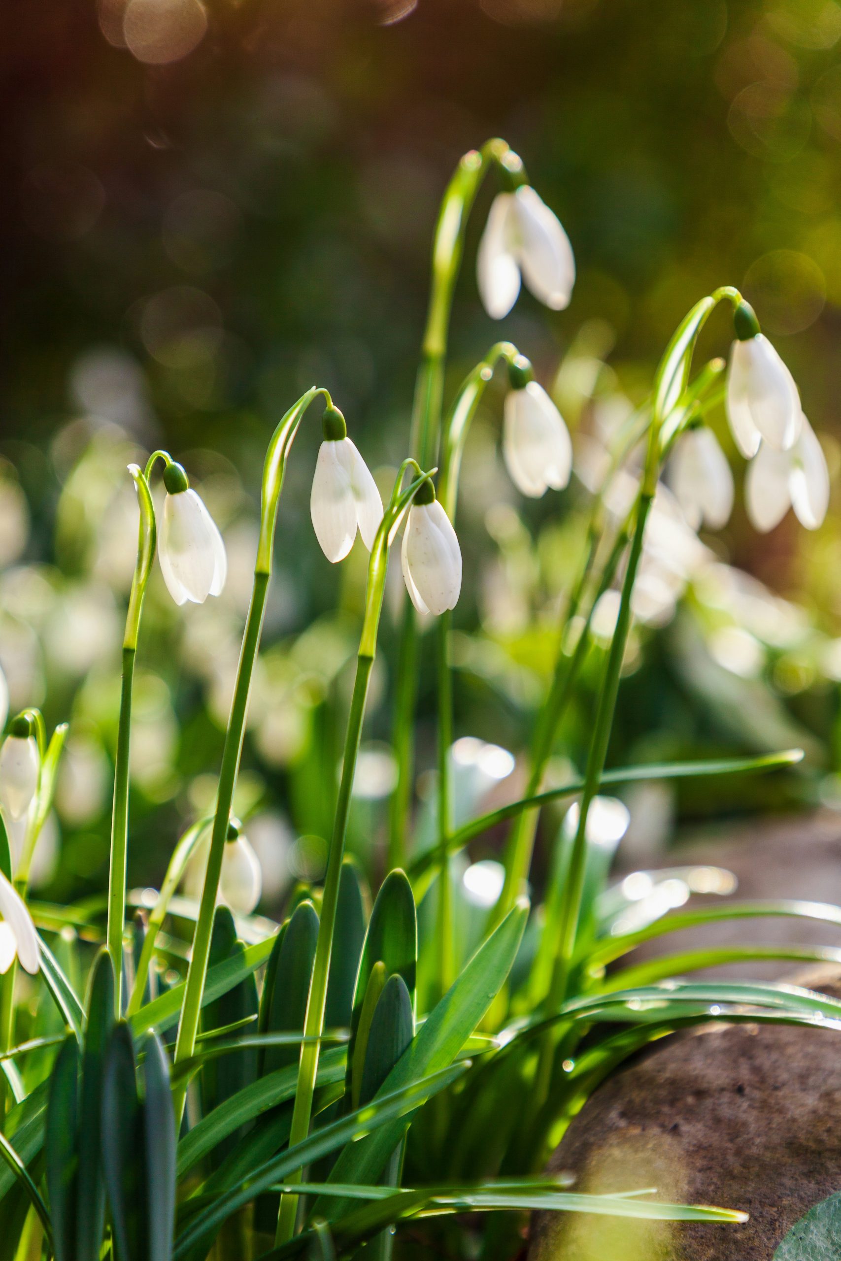 snowdrops